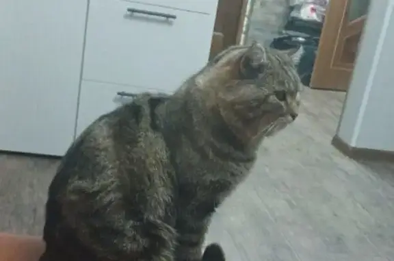 Пропала кошка, Мордово-Ереминка