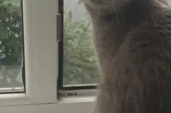 Пропала кошка, ул. Байдукова, 33Б