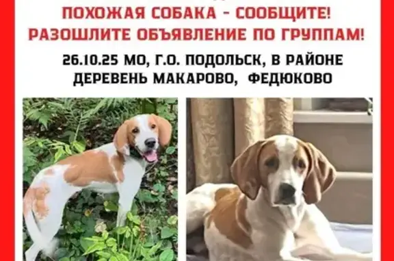 Пропала собака, МО, Белый с пятнами