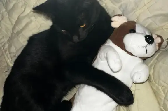 Пропала кошка, Кузнецк, Пензенская обл.