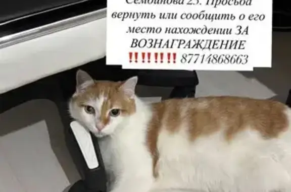 Кошки потеряшки, Астана, фото: Потеряшка кот Рыжик, ул. Льва Толстого, 17