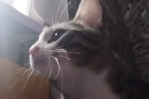 Пропала кошка, ул. Анны Бычковой, Екб