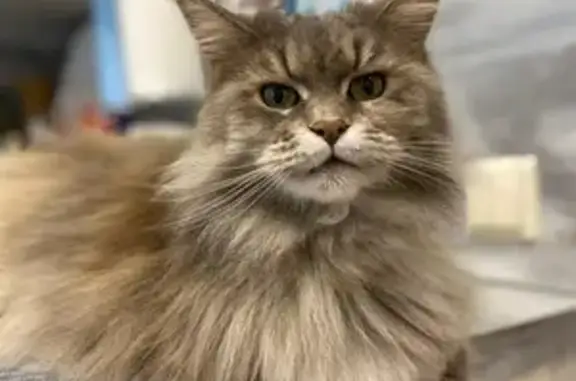 Пропала кошка, ул. Губкина, 42Б, Белгород