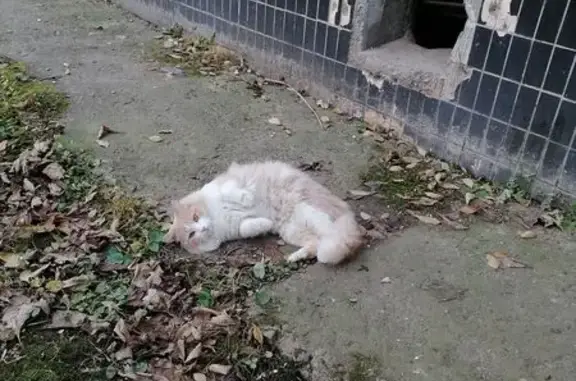 Найдена кошка, Ульяновск, фото: Найдена кошка, проспект Тюленева, 28