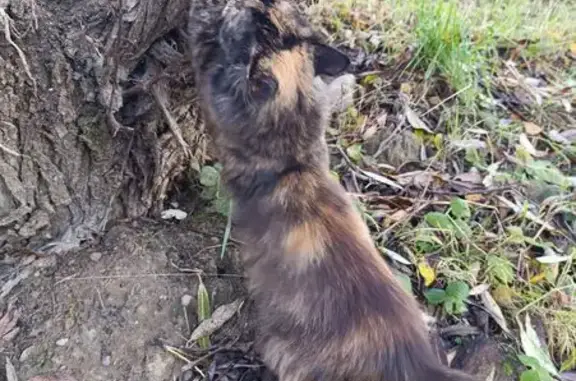 Найдена кошка, Прибрежное, фото: Кошка найдена: Центр. пер., 13, Прибрежное