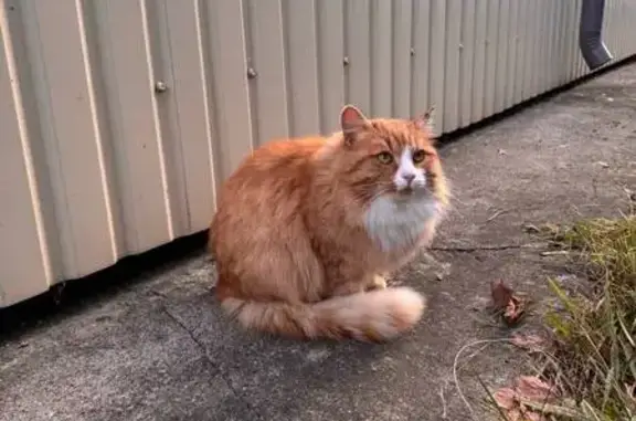 Найдена кошка, Долгопрудный, фото: Кошка у ФизтехБио, Институтский пер., 9с7
