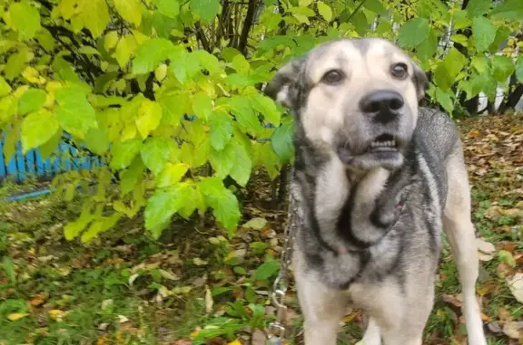 Пропала собака, ул. Книповича 44, Мурманск