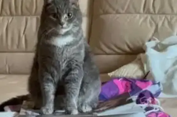 Пропала кошка, Артамонова 2А, Воронеж