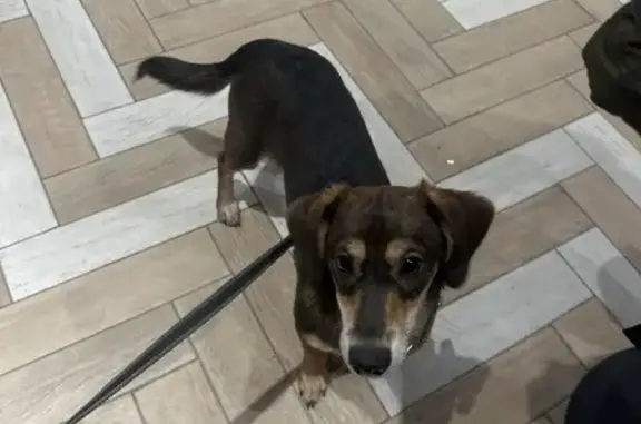 Найдена собака, Москва, фото: Собака найдена: Можайское ш., 31 к1, Москва