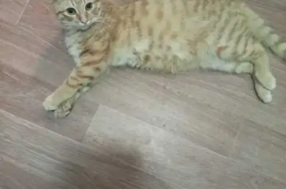 Пропала кошка, ул. Маркова, 24, Армавир