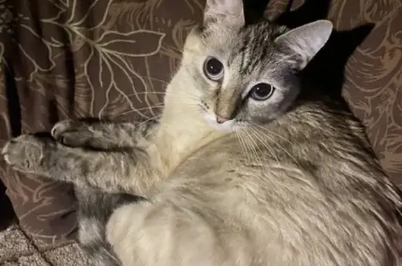 Пропала кошка, пр. Карла Маркса, 333, Самара