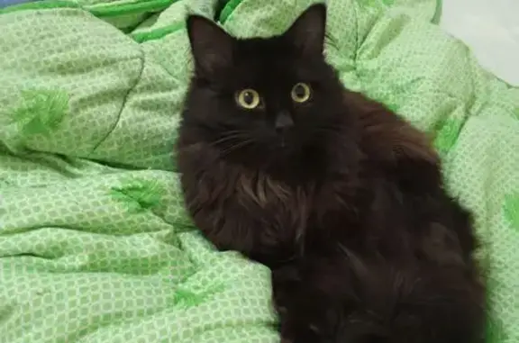 Кошки потеряшки, Белебей, фото: Потеряшка кошка, Белебей, Тропа здоровья