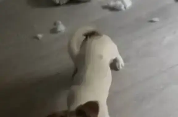 Пропал щенок на ул. Интернационалистов, Томск