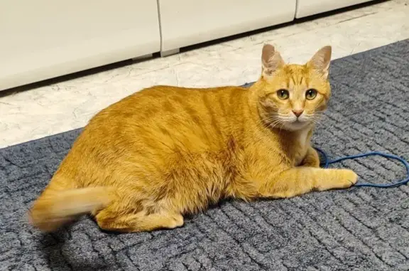 Пропала рыжая кошка, Мягрино, Вологда