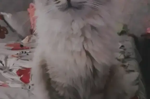 Пропал кот, Красноярский Рабочий 88