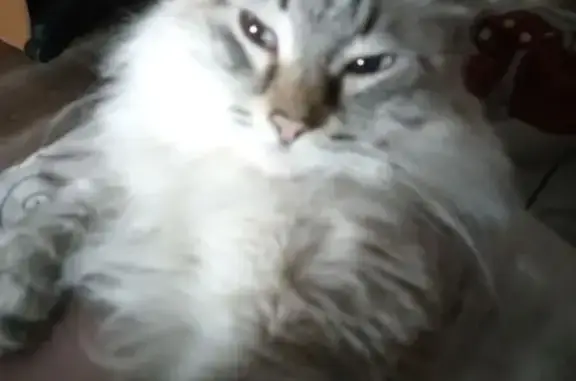 Пропала кошка Боня, Красноярск, пр. Газеты 88