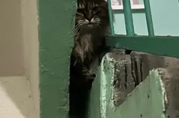 Найдена кошка, Пролетарская ул. 77, Калининград