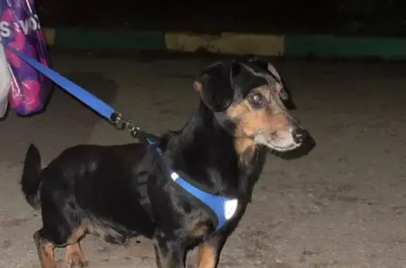 Собака найдена, ул. Металлургов, Тула