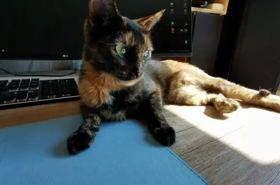 Кошки потеряшки, Волгоград, фото: Потеряшка кошка, ул. Циолковского, 40