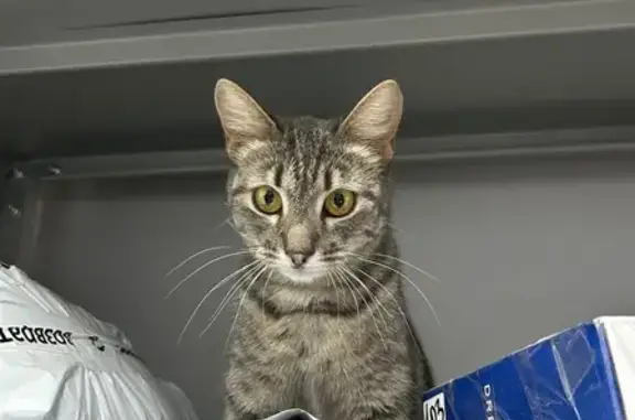 Кошки потеряшки, Чебоксары, фото: Потеряшка кошка, Чебоксары, Горького 26