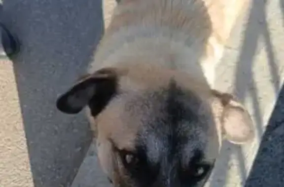 Найдена собака, Иркутск, фото: Потерялась собака на Байкальской, Иркутск