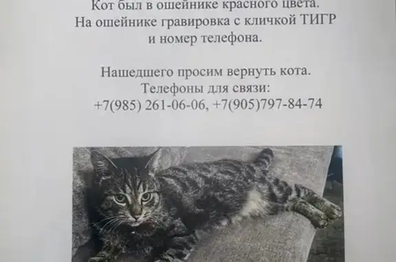 Пропала кошка, Зверинецкая 33 с3, Москва