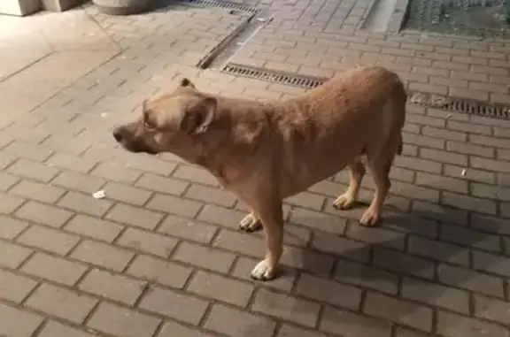 Найдена собака, Москва, фото: Собака найдена у 1-й Новокузьминской, 21к2