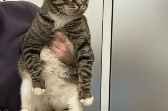 Найдена кошка, Москва, фото: Кошка найдена: Волгоградский пр-т, 159 к2