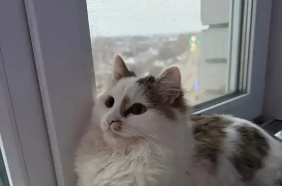 Кошки потеряшки, Россошь, фото: Потеряшка кошка, Октябрьская пл., 11, Россошь