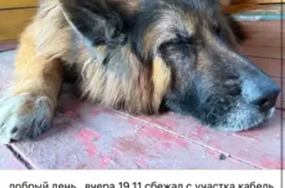 Собаки потеряшки, Московская область, фото: Потеряшка собака, Яхрома, МО