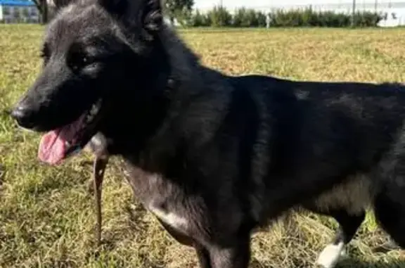 Собаки потеряшки, Санкт-Петербург, фото: Потеряшка собака на ул. Димитрова, СПб