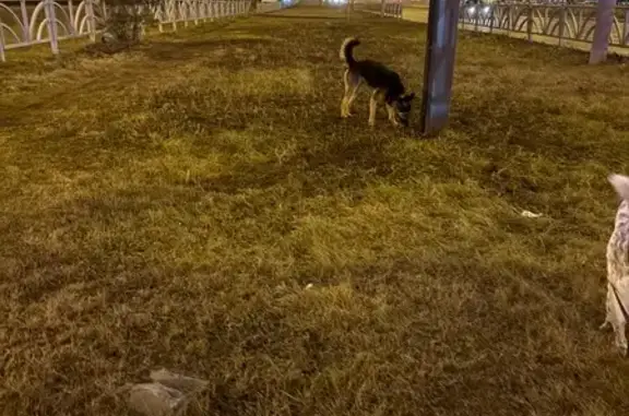 Найдена собака, Екатеринбург, фото: Найдена собака, пр. Сахарова, Екатеринбург