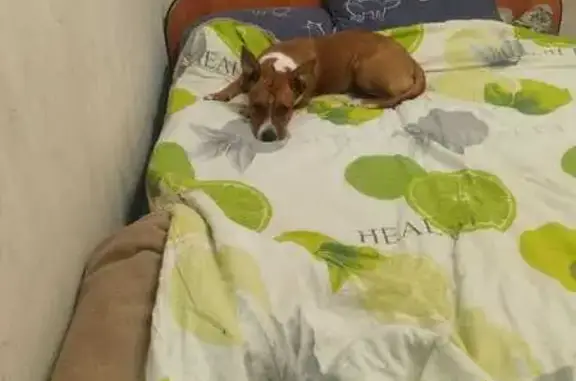 Собаки потеряшки, , фото: Потеряшка собака, ул. Ивана Франко, Льгов