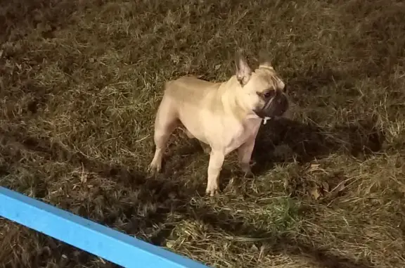 Найдена собака, Чебоксары, фото: Найдена собака: Эгерский бул., 21, Чебоксары