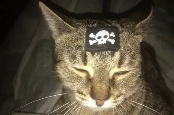 Пропала кошка, Каширское ш., 54 к1