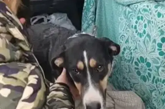 Пропала собака в Шаймуратовском сельсовете