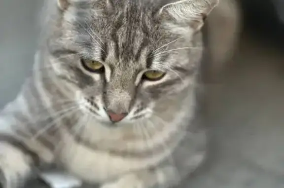 Пропал кот, Ягодная 41, Динская