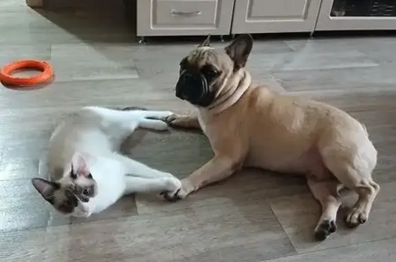 Собаки потеряшки, Чебоксары, фото: Потеряшка собака, ул. Шумилова, 3, Чебоксары