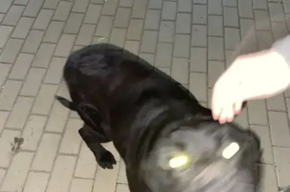 Найдена собака, Белореченск, фото: Собака найдена: Интернациональная 182