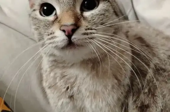 Найдена кошка, Самара, фото: Найдена кошка, Дачная ул. 30, Самара