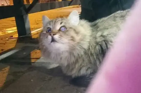 Найдена кошка, , фото: Кошка найдена: ул. Двор Пролетарки, 15