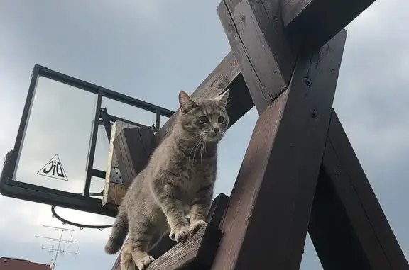 Кошки потеряшки, Московская область, фото: Потеряшка кошка Арчи, Мураново МО