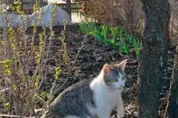 Кошки потеряшки, Уфа, фото: Потеряшка кошка, Уфа, пр. Октября, 92/1