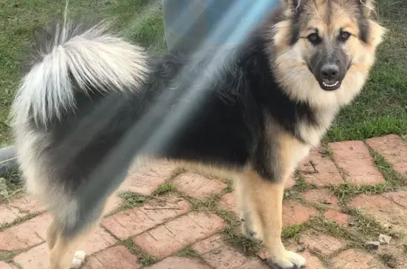 Пропала собака, Вокзальная ул., Любань