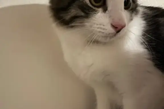 Найдена кошка, Нижний Новгород, фото: Кошка найдена: ул. Исполкома, 3, Н. Новгород