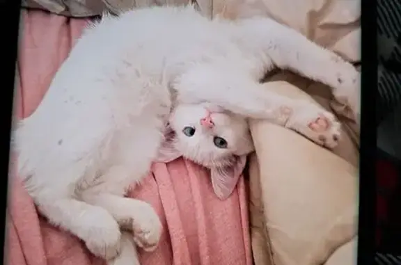 Кошки потеряшки, Астрахань, фото: Потеряшка глухая кошка, Астрахань, 1 Мая