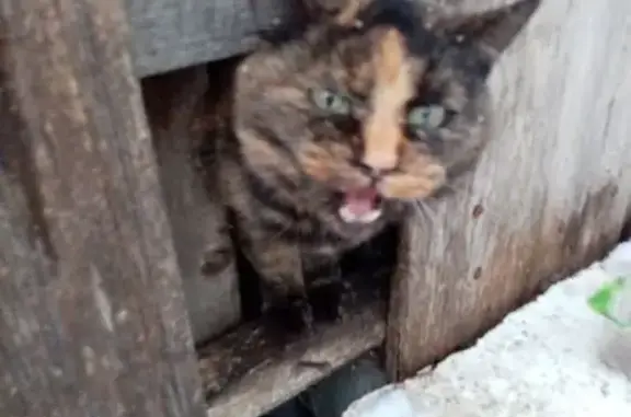 Найденные животные Вологда, фото: Кошка найдена, улица Левичева, 3, Вологда