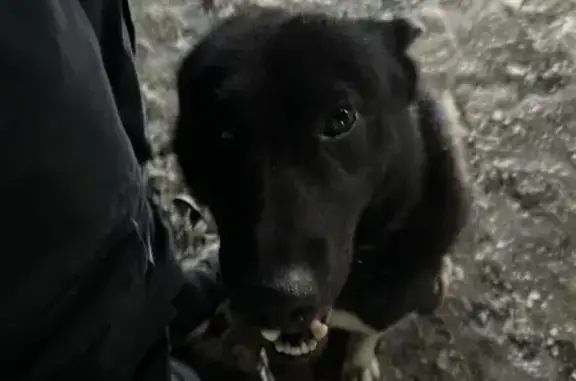 Найдена собака, Вартемяги, фото: Собака найдена, Пионерская ул., Вартемяги