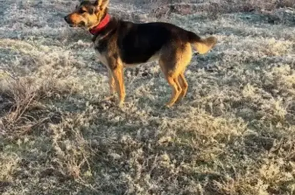 Пропала овчарка, Лесная ул., Воронеж