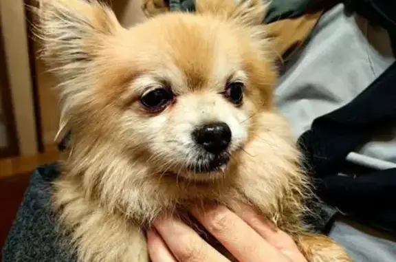 Найдена собака, Козельск, фото: Собака найдена в Белёве: vk.com/wall-136338823_307276